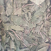 100 г грушанка круглолистная лист сушеный (Свежий урожай) лат. Pyrola rotundifolia