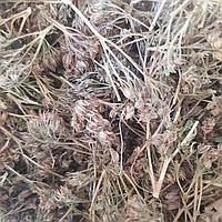 100 г очиток пурпурный/заячья капуста трава сушена (Свежий урожай) лат. Sédum teléphium