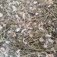 100 г маргаритка многолетняя махровая трава (Свежий урожай) лат. Béllis perennis
