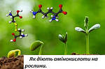 Вплив амінокислот на рослини. Чи є вони важливими ?