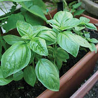 Базилік Едвіна 0,3 г Голандія