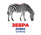 Геній з пелюшок. Тварини різних широт. Демонстраційний матеріал, фото 3