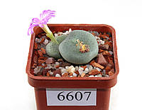 Конофитум Conophytum wettsteinii RR430 MG1471.2/6607/ 30 mm/from seeds
