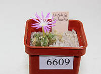 Конофитум Conophytum sulcatum SB1118/6609/ 20 mm/from seeds