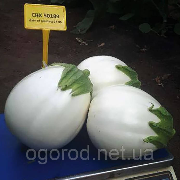 CRX 50189 F1 насіння баклажану Cora Seeds Італія 100 шт