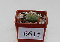 Конофитум Conophytum angelicae big head /6615/ 15 mm/from seeds