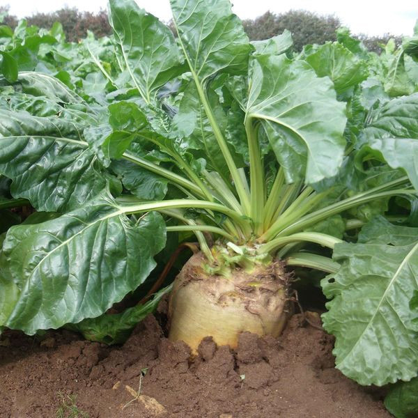 Кормовий буряк Центаур полі 300 г, фото 1