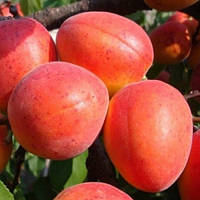 Саджанці абрикосу "Червонощокий" (ранньоспілий сорт)