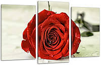 Модульная картина Роза Цветы Art-27_3 с лаковым покрытием
