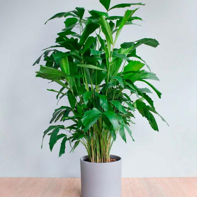 Пальма Каріота (висота 60-70 см), фото 1