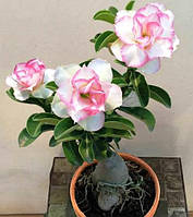 Аденіум obesum Chandra (висота 10-15 см)