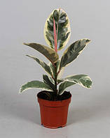 Фікус Мікс (Тінеке, Бенджаміна, Абіджан, Еластика)