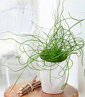 Джункус Спіраліс