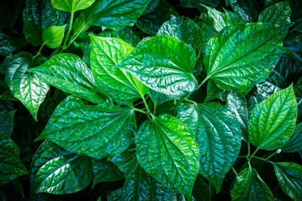 Перець sarmentosum в’єтнамський (висота 40 см, рослина в горщику), фото 1