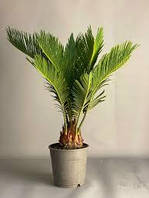 Цикас Революта (висота 25-30 см)