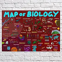 Плакат "Биология, схема (англ.), Map of Biology", 42×60см