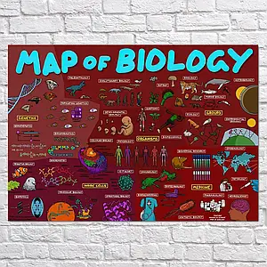 Плакат "Біологія, схема (англ.), Map of Biology", 42×60см