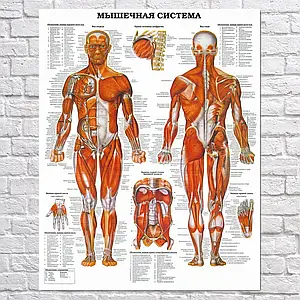 Плакат "М'язова система людини (надписи російською)", 76×60см