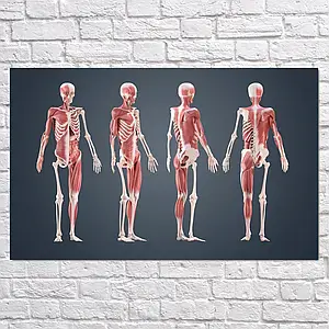 Плакат "Скелет та м'язи людини", 37×60см