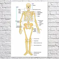 Плакат "Скелет взрослого человека (вид спереди)", 60×40см