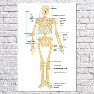 Плакат "Скелет дорослої людини (вигляд спереду)", 60×40см