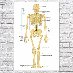 Плакат "Скелет дорослої людини (вигляд ззаду)", 60×40см
