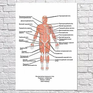 Плакат "Основні м'язи людського тіла, поверхні та глибокі, вигляд спереду", 60×43см