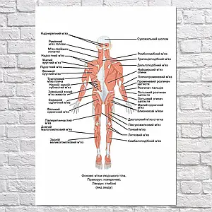 Плакат "Основні м'язи людського тіла, поверхні та глибокі, вигляд ззаду", 60×43см