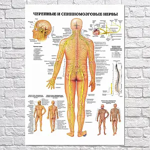 Плакат "Черепні та спинномозкові нерви (російською)", 85×60см