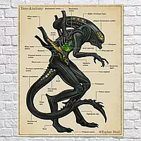 Плакат "Чужие, строение ксеноморфа, Aliens", 60×48см