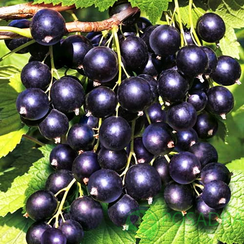 Саджанці смородини чорної Кентавр - рання, урожайна, скороплідна, фото 1