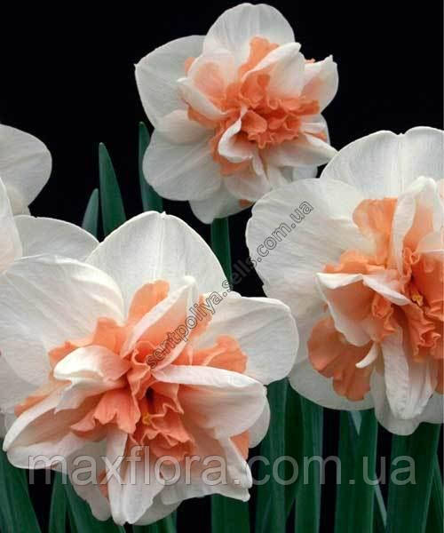 Нарцис DELNASHAUGH 10/12, фото 1