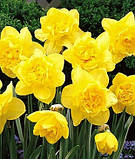 Нарцис Dick Wilden 16/18, фото 2