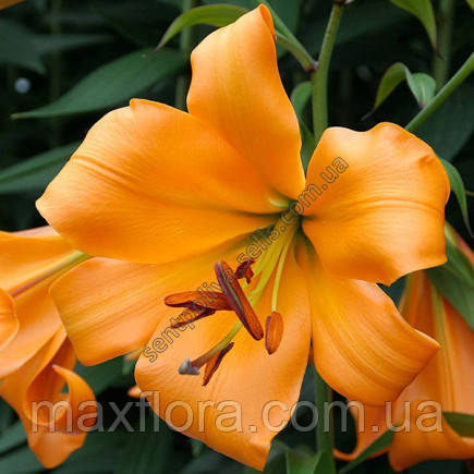 Лілія Orange Space 18/20, фото 1