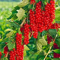 Саженцы смородины красной Роднеус - средняя, крупноплодная, урожайная ,морозостойкая