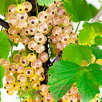 Саженцы смородины белой Белый виноград - средняя, белая, десертная