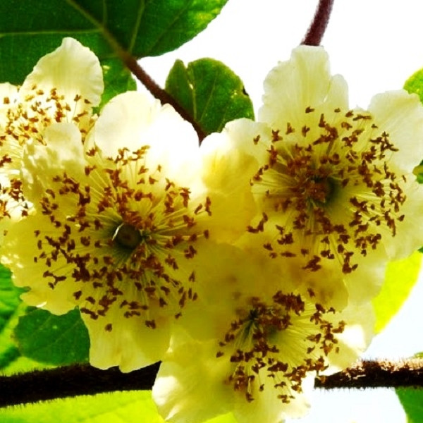 Саджанці Ківі Атлас (чоловічий запилювач) (3-річний), фото 1