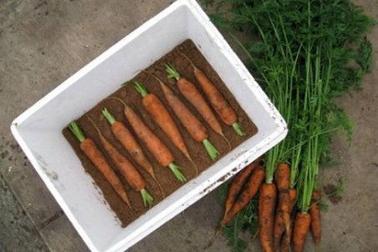 Carrots-stored-in-boxes-of-sand_661251.jpg