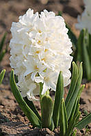 Гіацинт Pallas 15/16