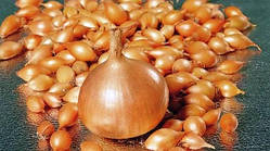 Цибуля сажанка Shtutti (10 кг.)