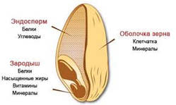 Будова зерна пшениці та її цінність.