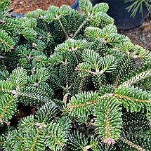 Ялиця нордмана Добріховіце / h 30-40 / Abies Dobrichovice, фото 5
