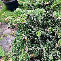 Ялиця нордмана Добріховіце / h 30-40 / Abies Dobrichovice, фото 4