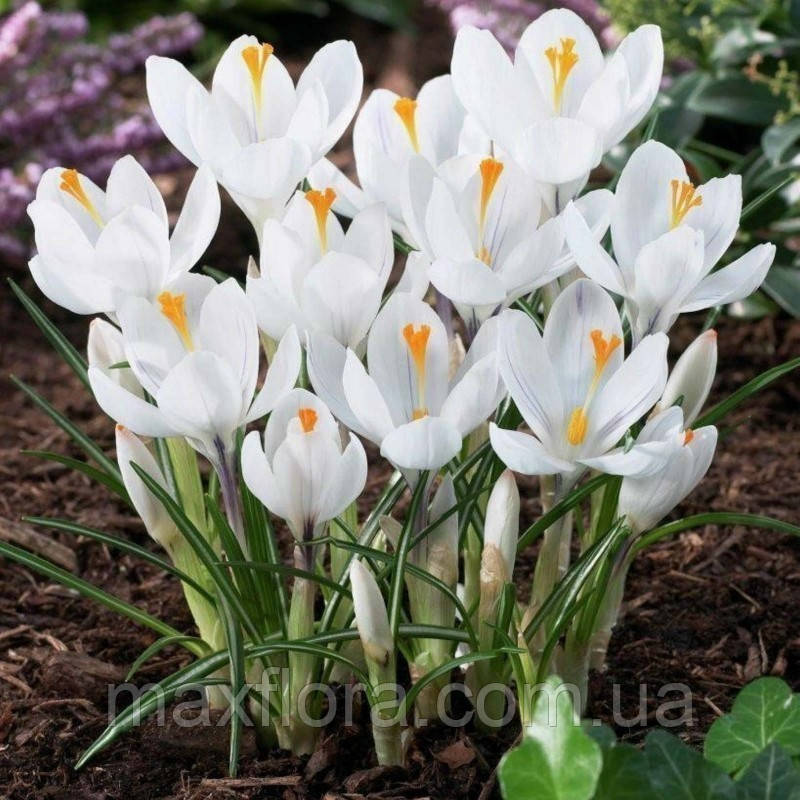 Крокус Jeanne D'Arc 6/7, фото 1