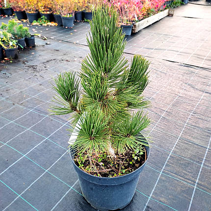 Сосна білокора Малінкі / h 40-50 / Pinus leucodermis Malinki, фото 1