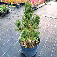 Сосна білокора Малінкі / h 40-50 / Pinus leucodermis Malinki