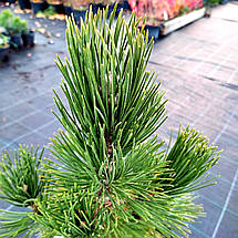 Сосна білокора Малінкі / h 40-50 / Pinus leucodermis Malinki, фото 2