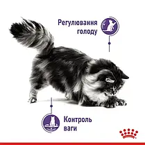 Вологий корм для котів Royal Canin Appetite Control Gravy pouch 85 г, 3+1 шт - домашня птиця, фото 6