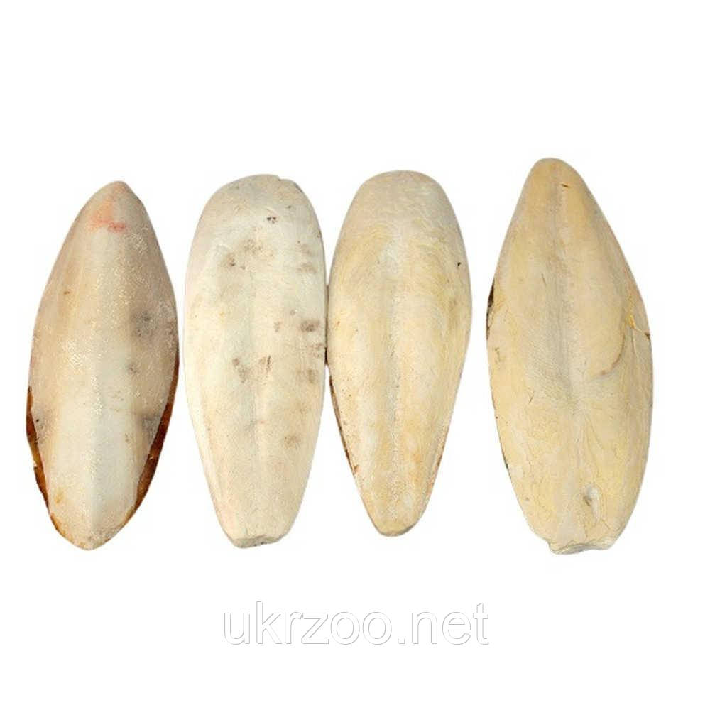 Мінеральний камінь для птахів Fantasia з панцеря каракатиці (без утримувача), 22-25 см  (10 шт/уп.), фото 1