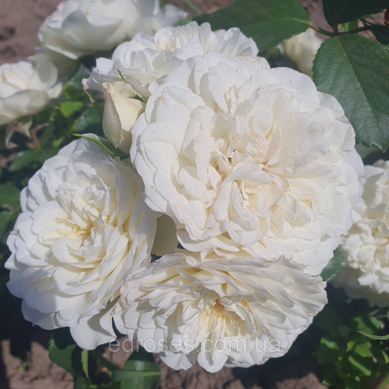 Сноуфлейк (Snowflake), фото 1